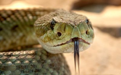 Ep.12: Pit Vipers: Rattlesnakes and more!