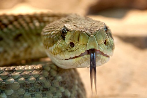 Ep.12: Pit Vipers: Rattlesnakes and more!